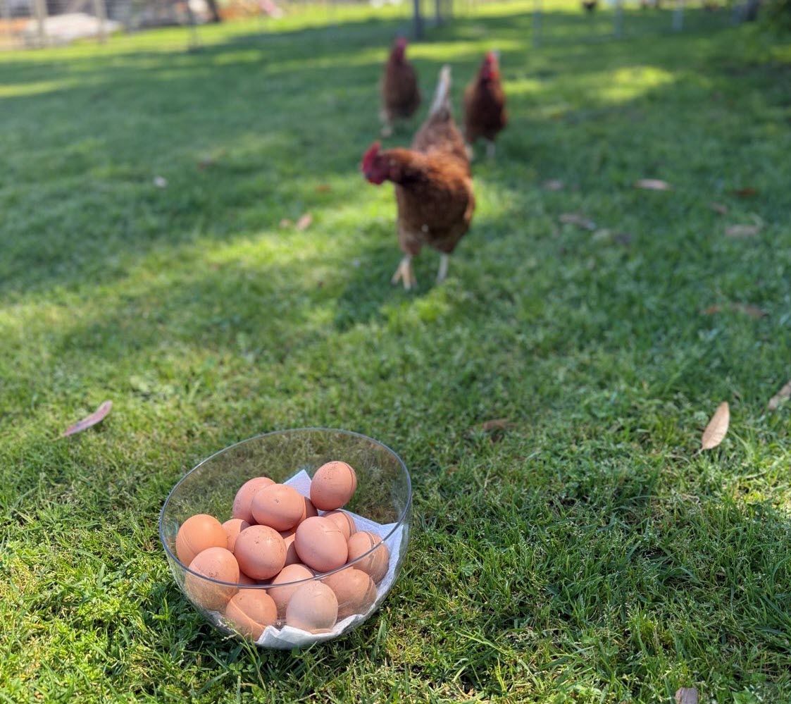 Farm Experience